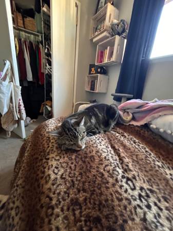 Lost Cat in Arroyo Grande
