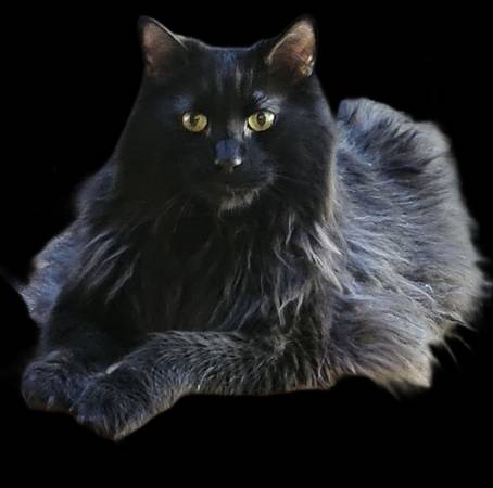 Lost cat