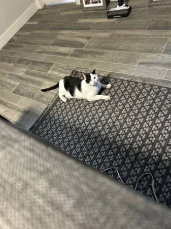 Found cat