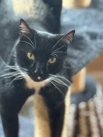 Lost Cat in Spanaway