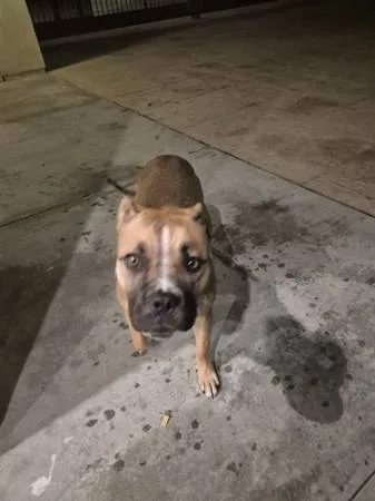 Found dog