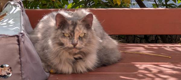 Lost cat