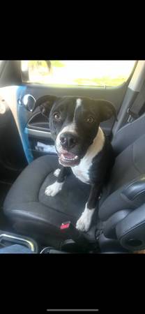 Found dog