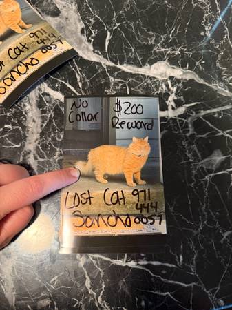 Lost cat