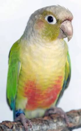 Lost bird