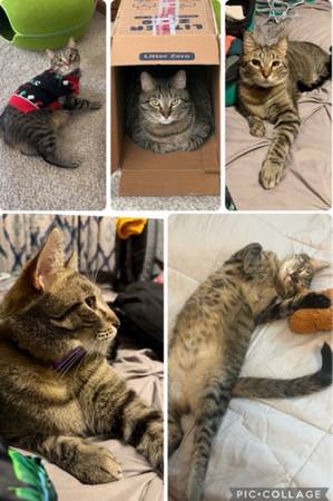 Lost cat