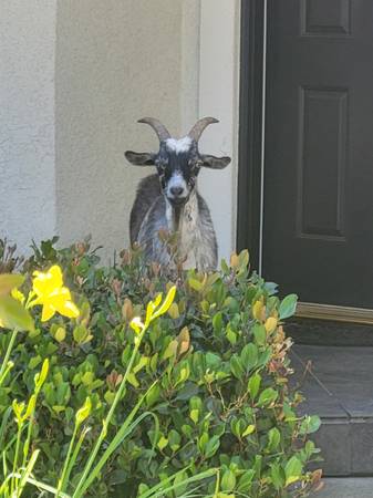 Found goat