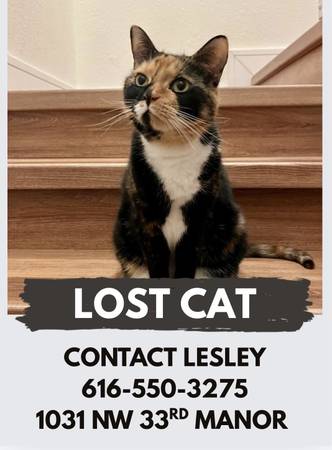 Lost cat