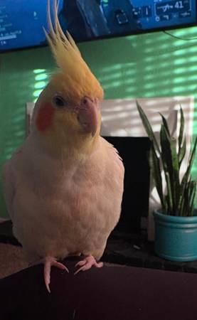 Lost bird
