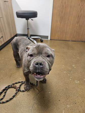 Found dog
