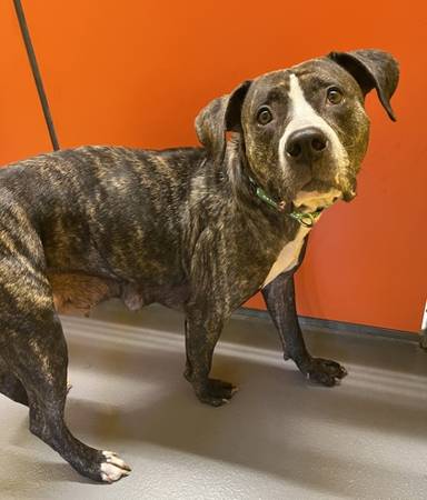 Found dog