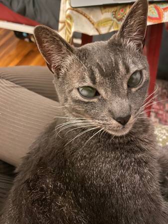 Lost Cat in Moab