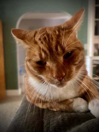 Lost Cat in Worcester