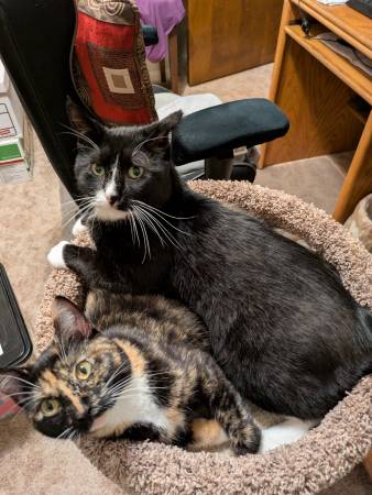 Lost cat