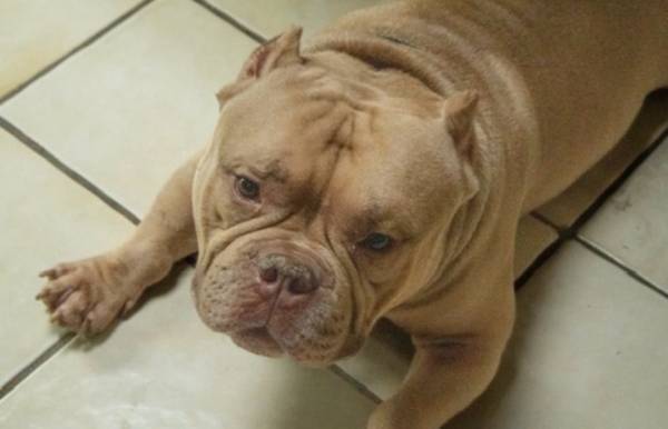 Lost dog