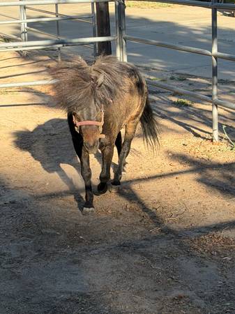 Found horse