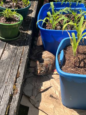 Found cat