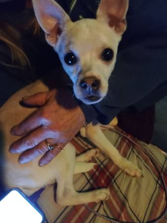Found dog