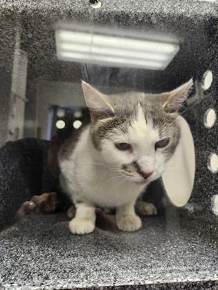 Found cat