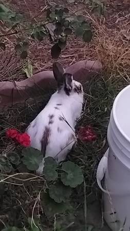 Found rabbit