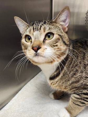 Found cat