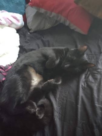 Lost cat