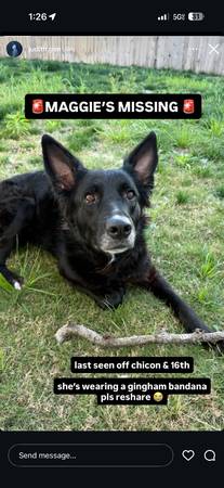 Lost Dog in Austin