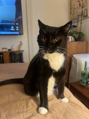 Lost cat