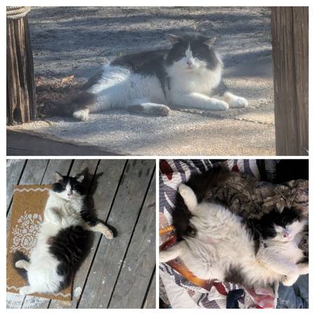 Lost cat