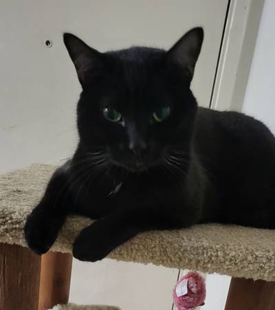 Lost cat