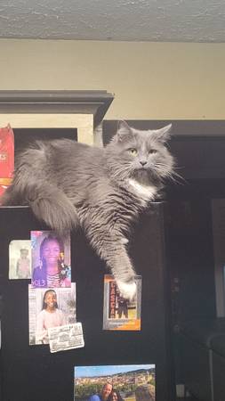 Lost Cat in Bell Buckle