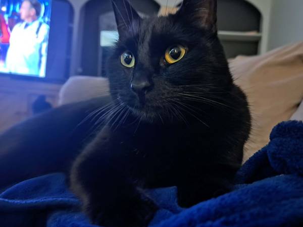 Lost cat