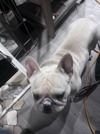Found dog