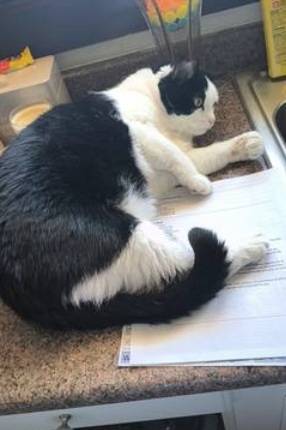 Lost cat