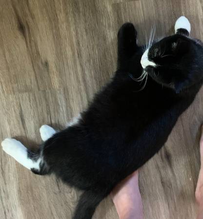 Lost cat