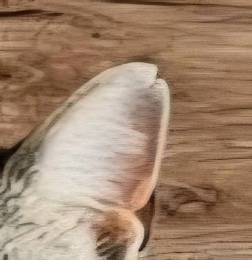 Lost cat