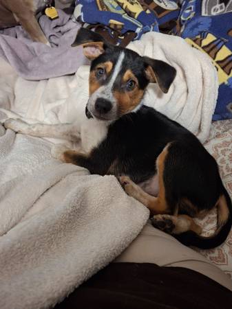 Found dog