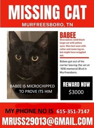 Lost cat