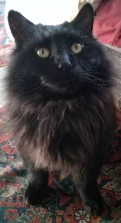 Lost Cat in Emeryville