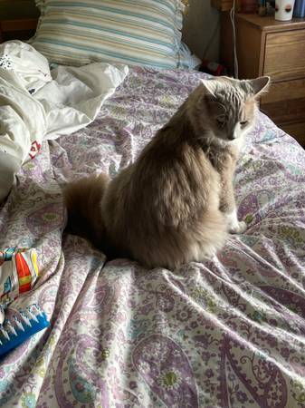 Lost cat