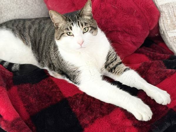 Lost Cat in Athol