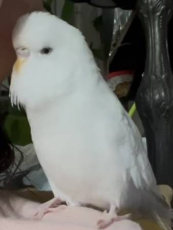 Lost Budgie in Pleasanton