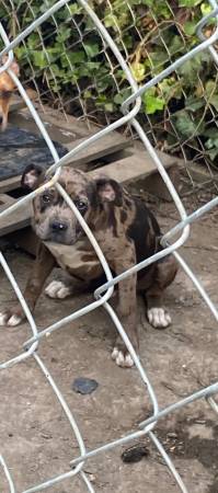 Lost dog