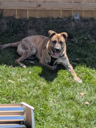 Lost Dog in Neosho And Brannon
