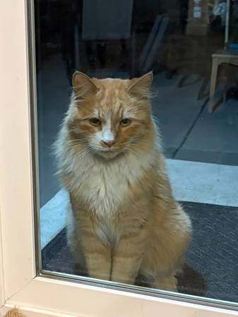Lost cat