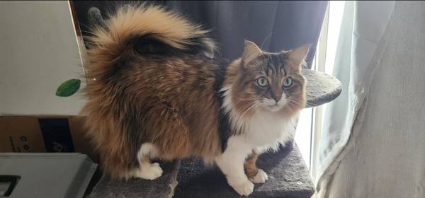 Lost Cat in Lake Orion