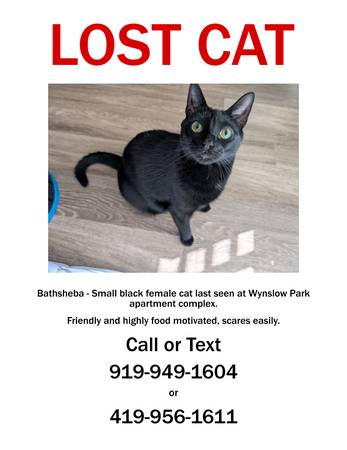 Lost cat