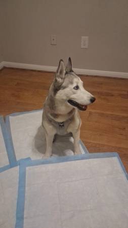 Found dog