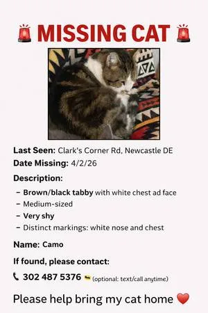 Lost cat