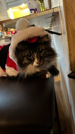 Lost cat